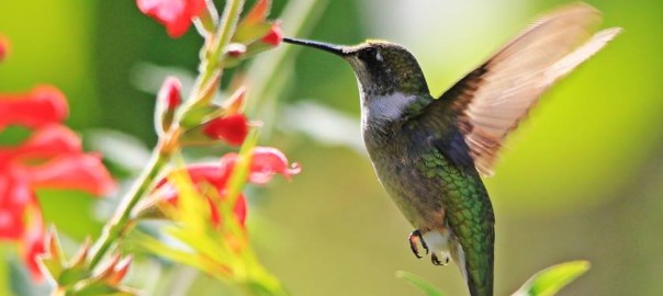 ruby-throated hummingbird