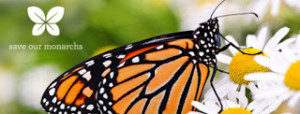 SaveourMonarchs