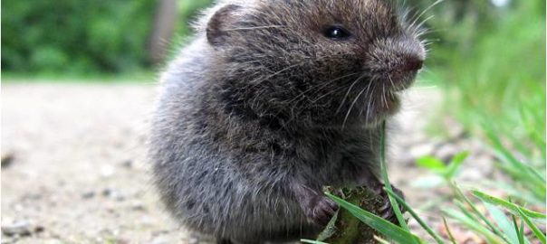 vole