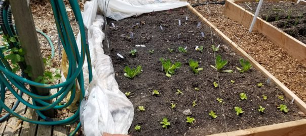 cover_crop_garden