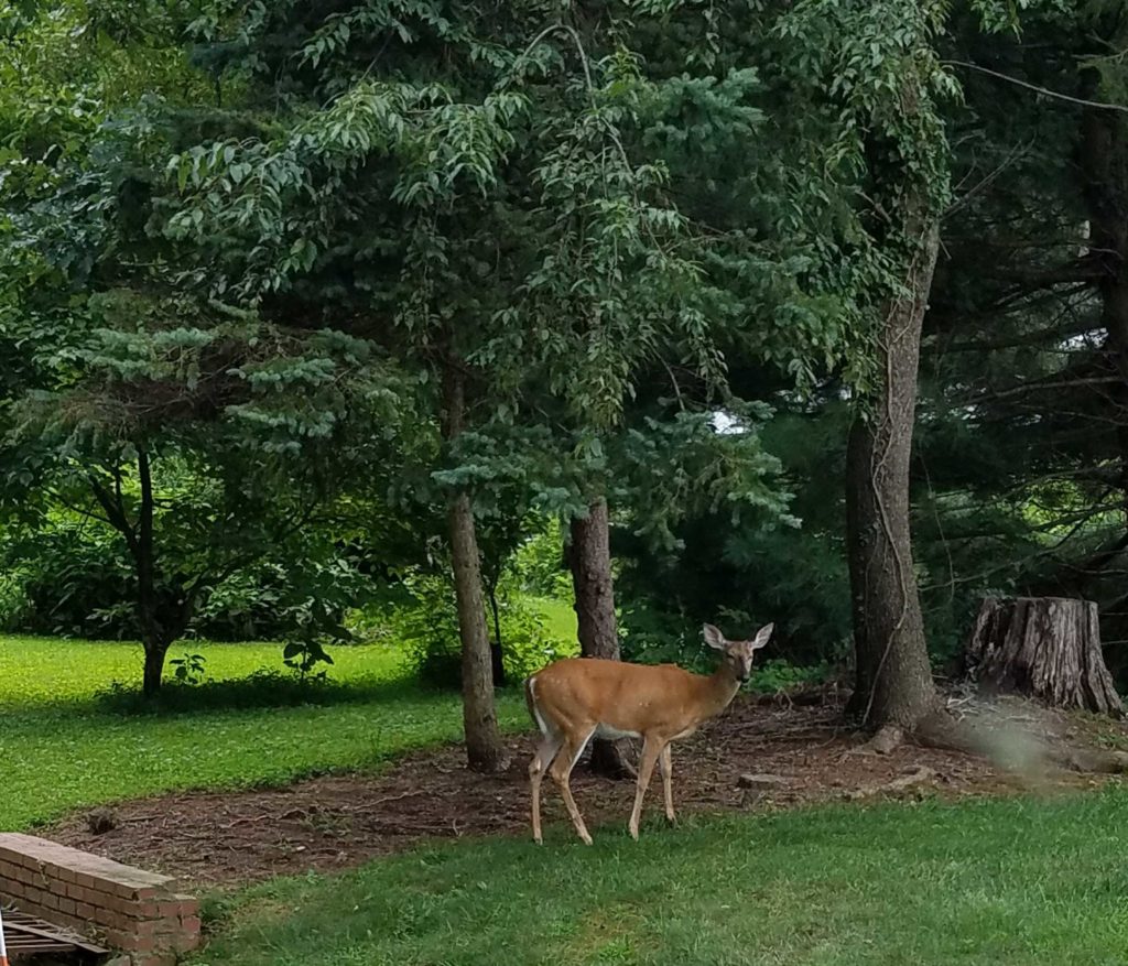 deer_in_neighborhood