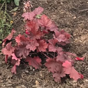 Heuchera ‘Rio’- coral bell