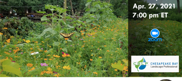 Tue Apr 27 2021 Lauren Hubbard Native Plants for Sun and Shade event