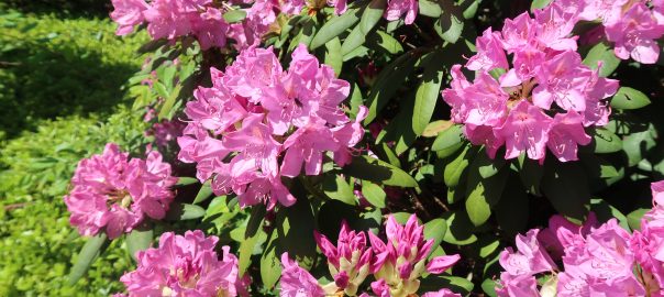 Rhododendron - Ladew Gardens