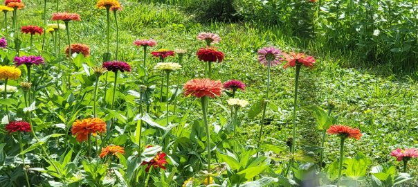 zinnias-rock hill orchard 2023