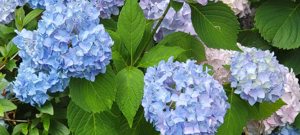 Hydrangea