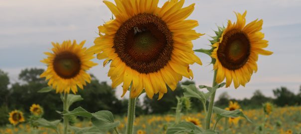 sunflowers at mckee-beshers wildlife area