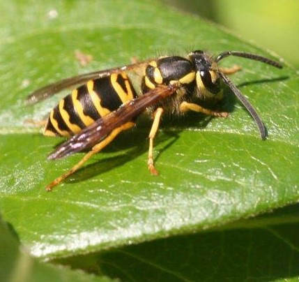 yellowjacket