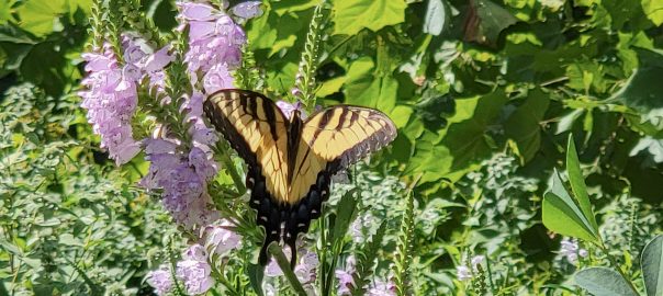 swallowtail butterfly and obedient plant 2024