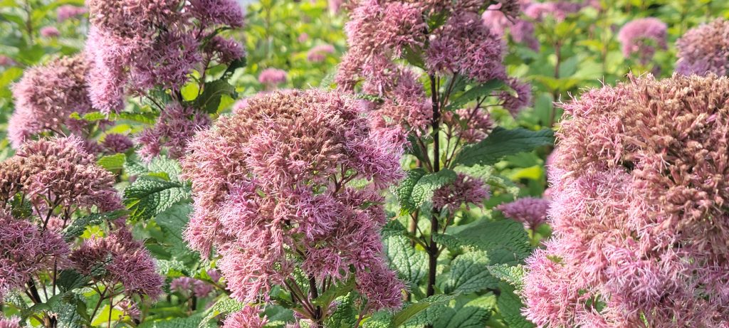 Joe Pye Weed