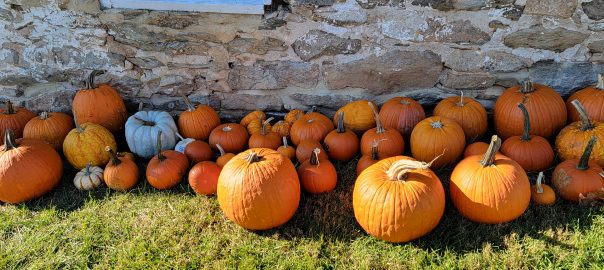 pumpkins at ag historic farm park