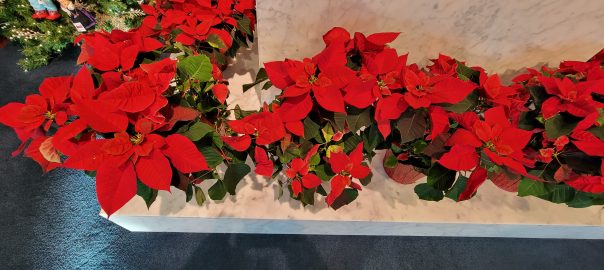 Mormon Temple Poinsettias