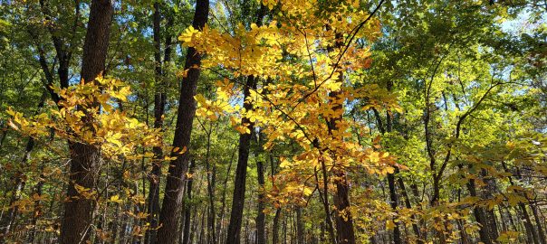 Yellow Fall Trees - Rachel Carson Trail