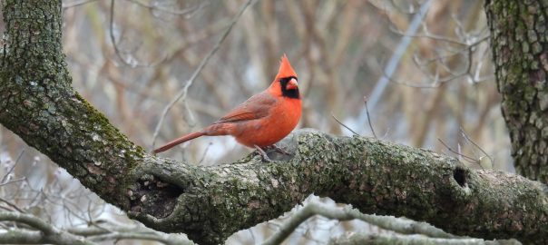 cardinal in tree