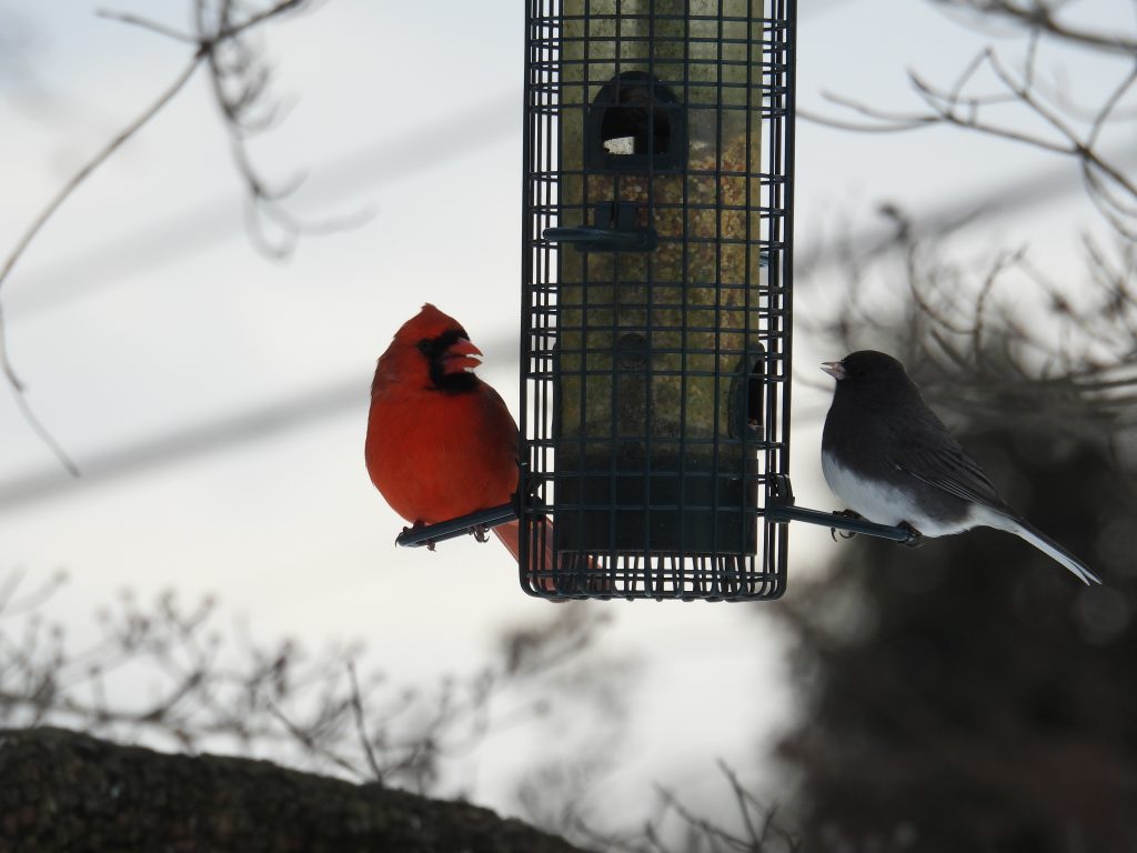 cardinal and junco at bird feeder