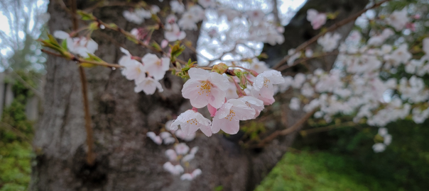 cherry blossoms kenwood