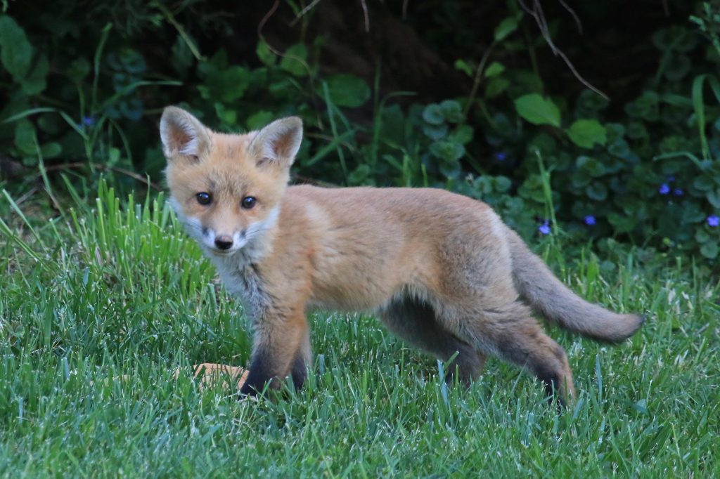 fox kit photo